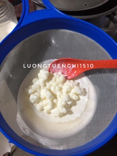 Nấm sữa kefir