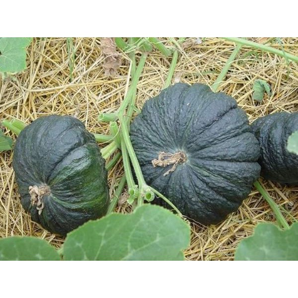 HẠT GIỐNG BÍ RỢ DA CÓC F1, BÍ ĐỎ, BÍ NGÔ - GÓI 2 GRAM