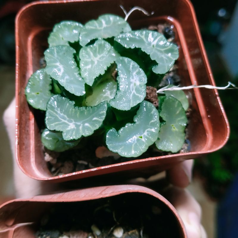 Sen đá Haworthia- Truncata Selection sale 50%