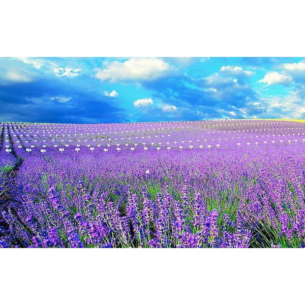 hạt giống hoa oải hương (lavender)