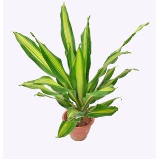 [Cây kiểng lá] Phát tài đài loan/ phát tài sọc/ thiết mộc lan - Trang Flowers