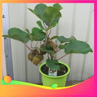 Hạt Giống Kiwi - 30 Hạt [ Tặng bộ dụng cụ làm vườn Mini 3 món ] VIETGAR