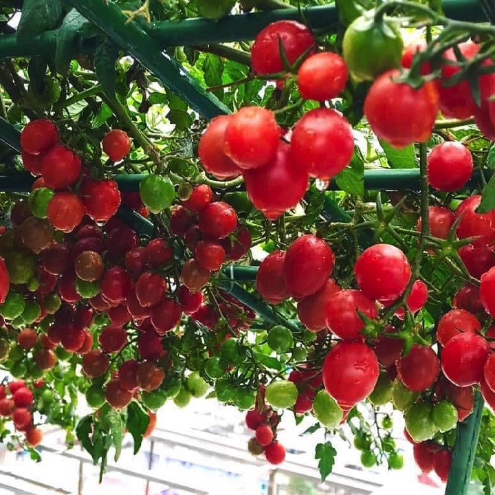 [Hạt giống Mỹ]  Gói 5 hạt giống cà chua trái cây Sugar Cherry chịu nhiệt - tỷ lệ nảy mầm 95%
