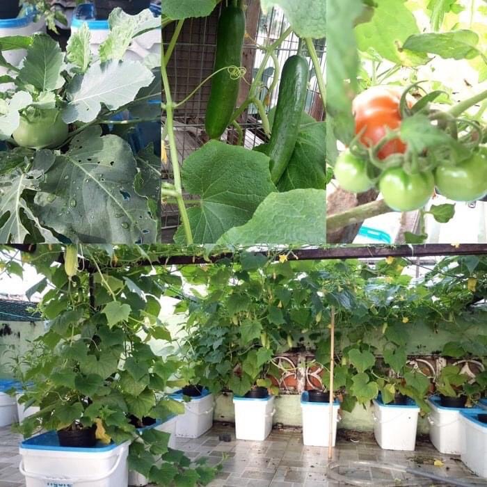 Bộ 2 chai dung dịch dinh dưỡng thủy canh cho rau ăn lá và quả HYDRO UMAT V và F Phu Nong seeds 1LíT