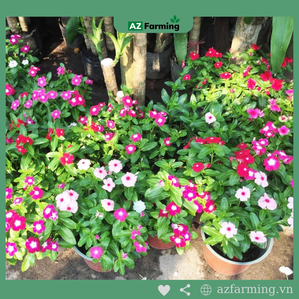 Hạt Giống Hoa Dừa Cạn Đứng Lùn - 100 Hạt - AZ Farming