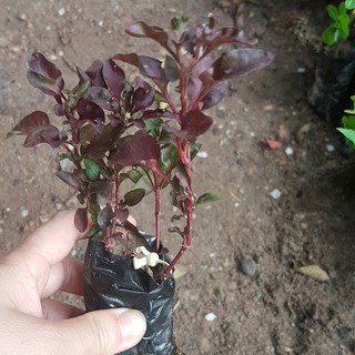 Bầu giống rau dền nhật ăn ngon dễ trồng
