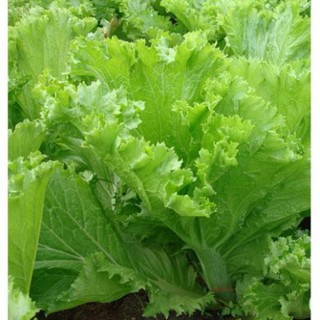 20 gram hạt giống rau cải bẹ vàng