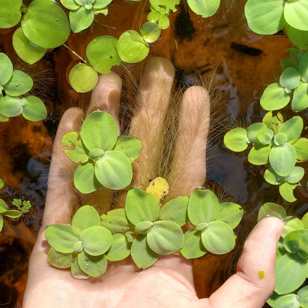 1 nhánh bèo cái lọc nước rễ dài trang trí bể thủy sinh cá cảnh