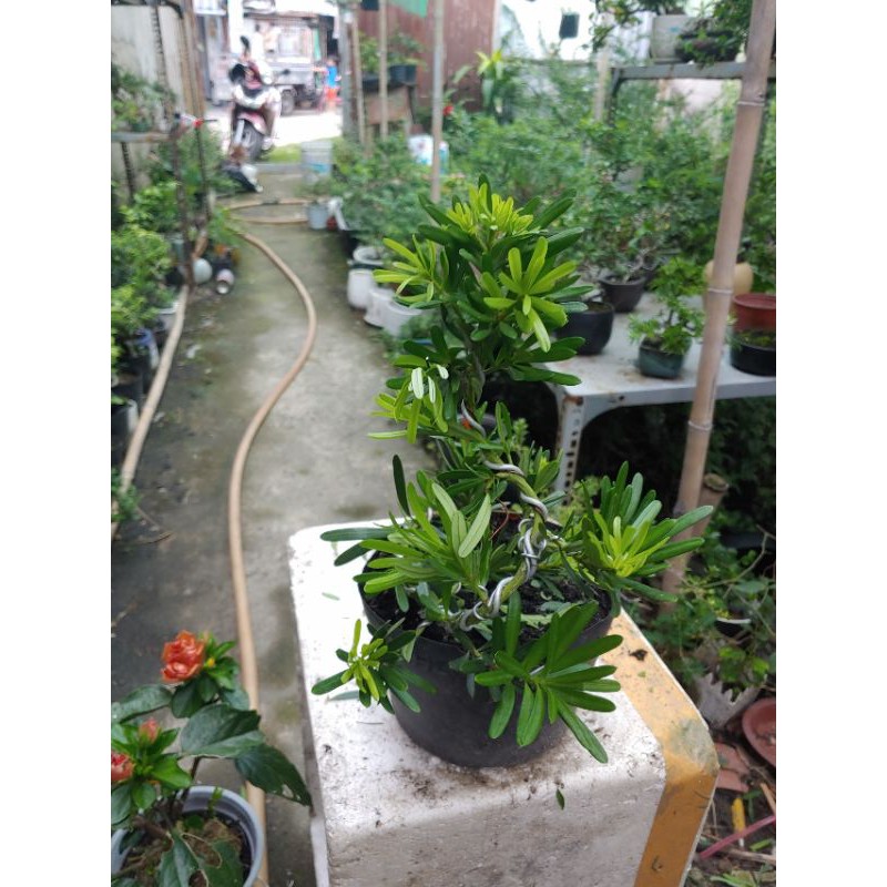 Tùng đài loan bonsai mini