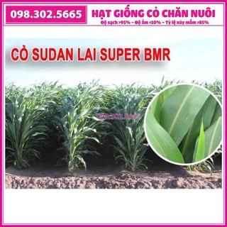 0,5kg cỏ Cao lương Sudan Super BMR