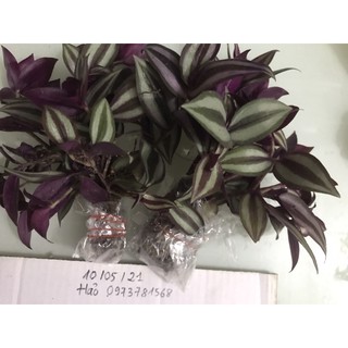 thài lài tía