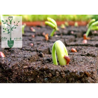 Phân Trùn Quế Cao Cấp Sfarm Dạng Bột 2kg
