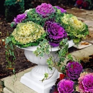 Hạt giống Bắp Cải Hoa Hồng 30 hạt (TẶNG gói kích thích hạt nảy mầm)