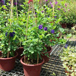 Hạt giống hoa đậu biếc - 20 hạt