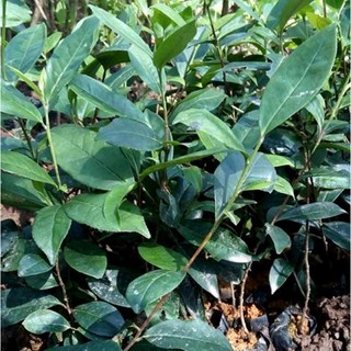 Cây trà xanh, cây chè xanh