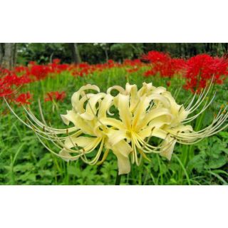 Combo 20 củ hoa Bỉ Ngạn cho khách sỉ