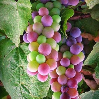 Hạt giống Nho cầu vồng