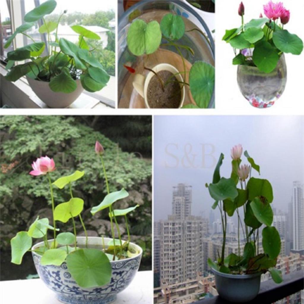 Bộ 2 gói Hạt giống hoa sen Nhật