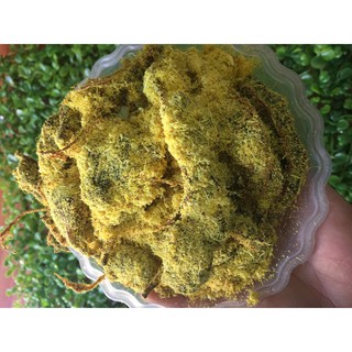 500gr ô mai me gừng chua ngọt