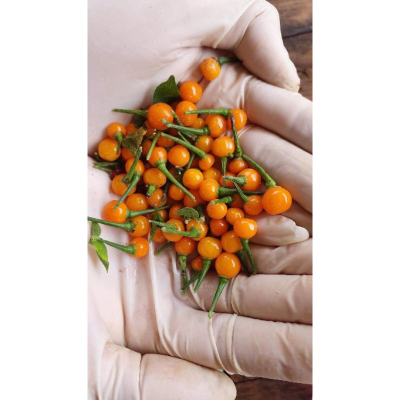 Cây giống ớt siêu cay Peru Aji Charapita