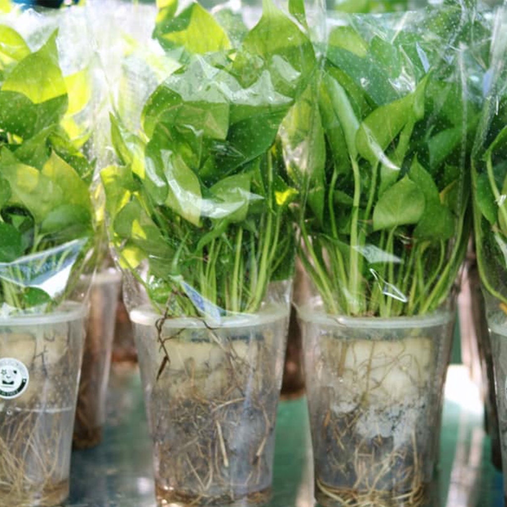 Trầu bà nước dễ chăm sóc, phù hợp để bàn trang trí