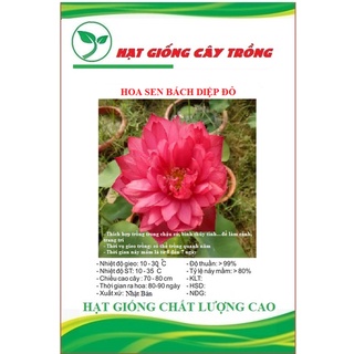 Hạt giống hoa sen bách diệp ĐỎ - Gói 5 hạt