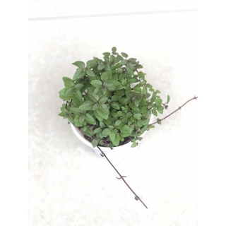 Cây Bạc Hà Chocolate Mint