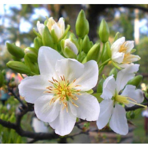 5 Hạt Giống Bạch mai đọt hồng F1 Siêu Hoa