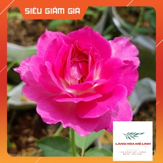 Hoa Hồng thân gỗ Sheherazad Nhật Hồng Tím [🌹🌹SIÊU HOA - SIÊU THƠM🌹🌹] Bông hồng Nhật đẹp nhất được nhiều người ưa chuộng.