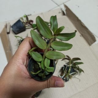 Hoa lan phi điệp 6356