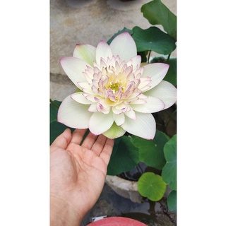 củ sen / ngó sen giống xanh cốm (new brocade)