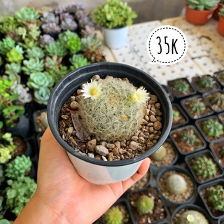 XƯƠNG RỒNG MAMI LÔNG TRẮNG