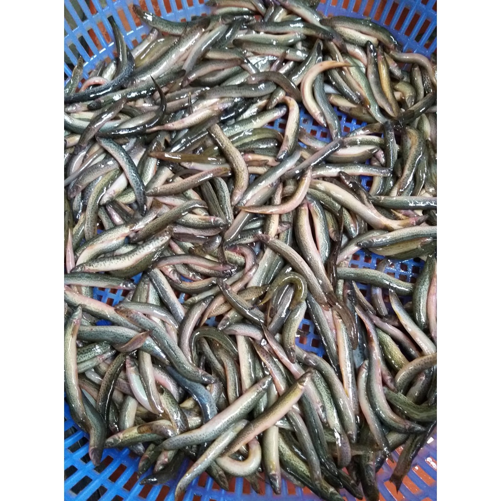 Cá chạch  đồng tươi 1kg sạch chuẩn ngon - HNH Food Farm