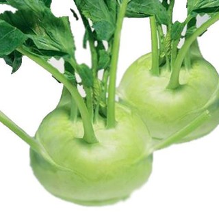 HẠT GIỐNG SU HÀO OP (NN.113)- 5gam