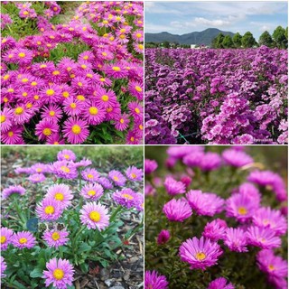 Hạt giống cúc hà lan ( cúc thạch thảo ) 50 hạt