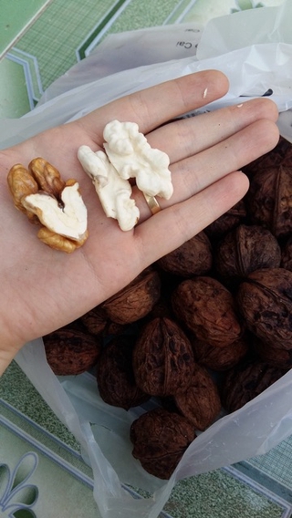 Óc chó tươi -kg