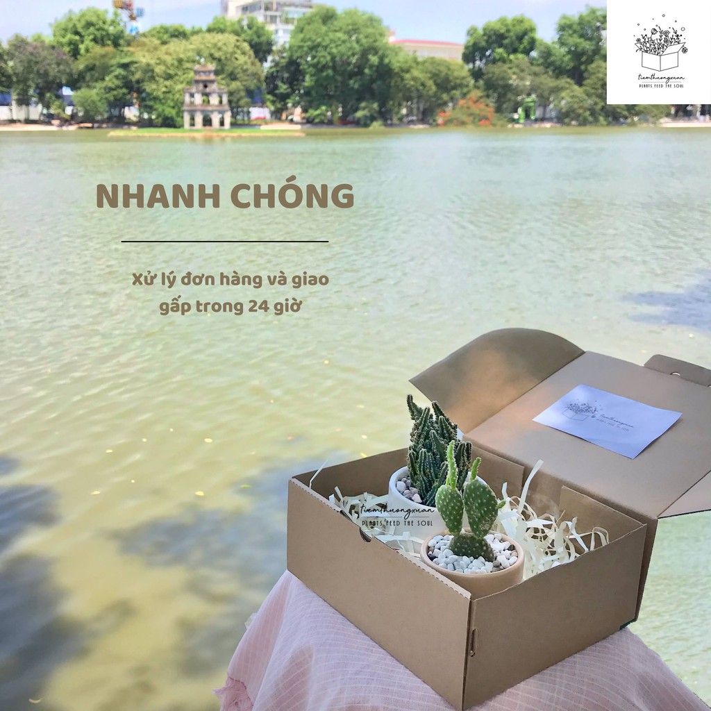 Cloudy Box - Combo sen đá, xương rồng - Quà sinh nhật