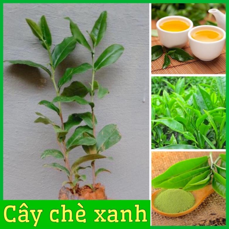 Combo 2 Cây chè xanh Thái Nguyên giống dùng pha trà,làm bánh .