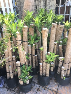 Cây phát tài khúc (cây thiết mộc Lan)