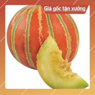 Noomanh493 10 hạt giống dưa lê Nhật