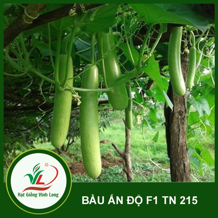 Hạt giống Bầu Ấn Độ F1 TN 218 - 10 hạt