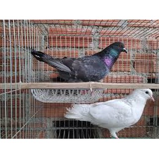 Ổ đẻ cho chim bồ câu
