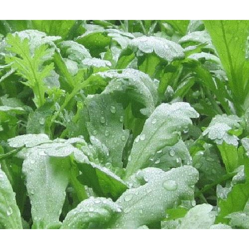 Hạt giống Cải cúc nếp Thái lan nhập nguyên gói