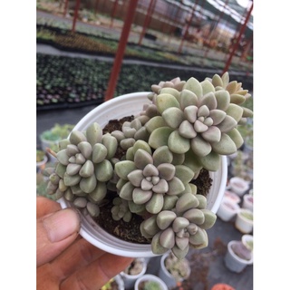 Sen đá kim tuyến thụ chậu trung