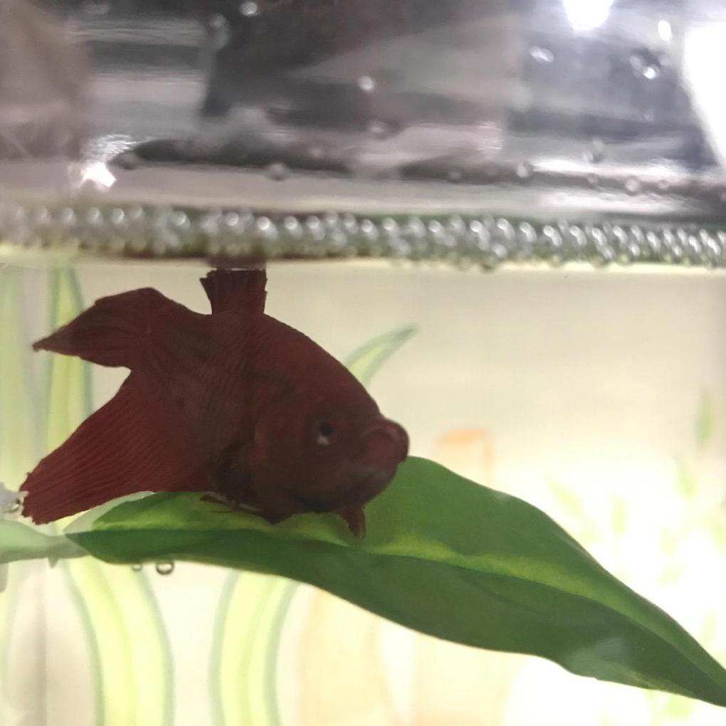 Võng Nghỉ Cá Một Lớp Chống Thấm Nước Không Độc Hại Có Cốc Hút Tiện Dụng