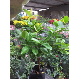 cherry brazil lùn cao 60cm