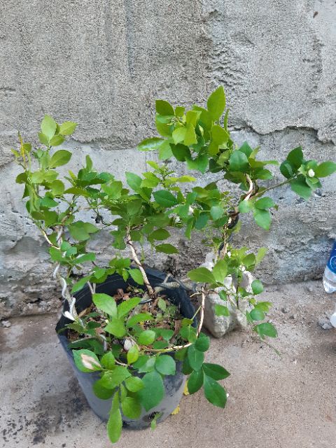 Cây nguyệt quế bonsai mini siêu bông