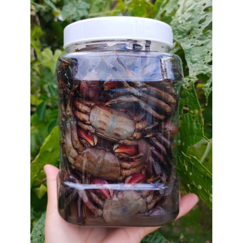 BA KHÍA MUỐI RẠCH GỐC NGUYÊN CON