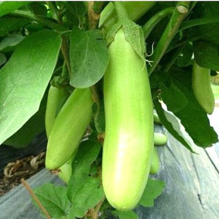 Hạt giống cà xanh mỡ dài - gói 1 gram