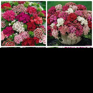Gói 100hạt cẩm chướng chùm mix màu